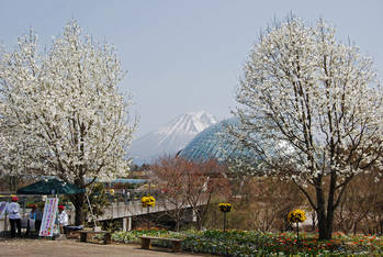 春の花回廊（大山の残雪を背景に）