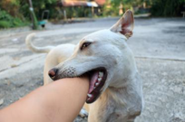 犬が噛む