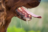 犬の口